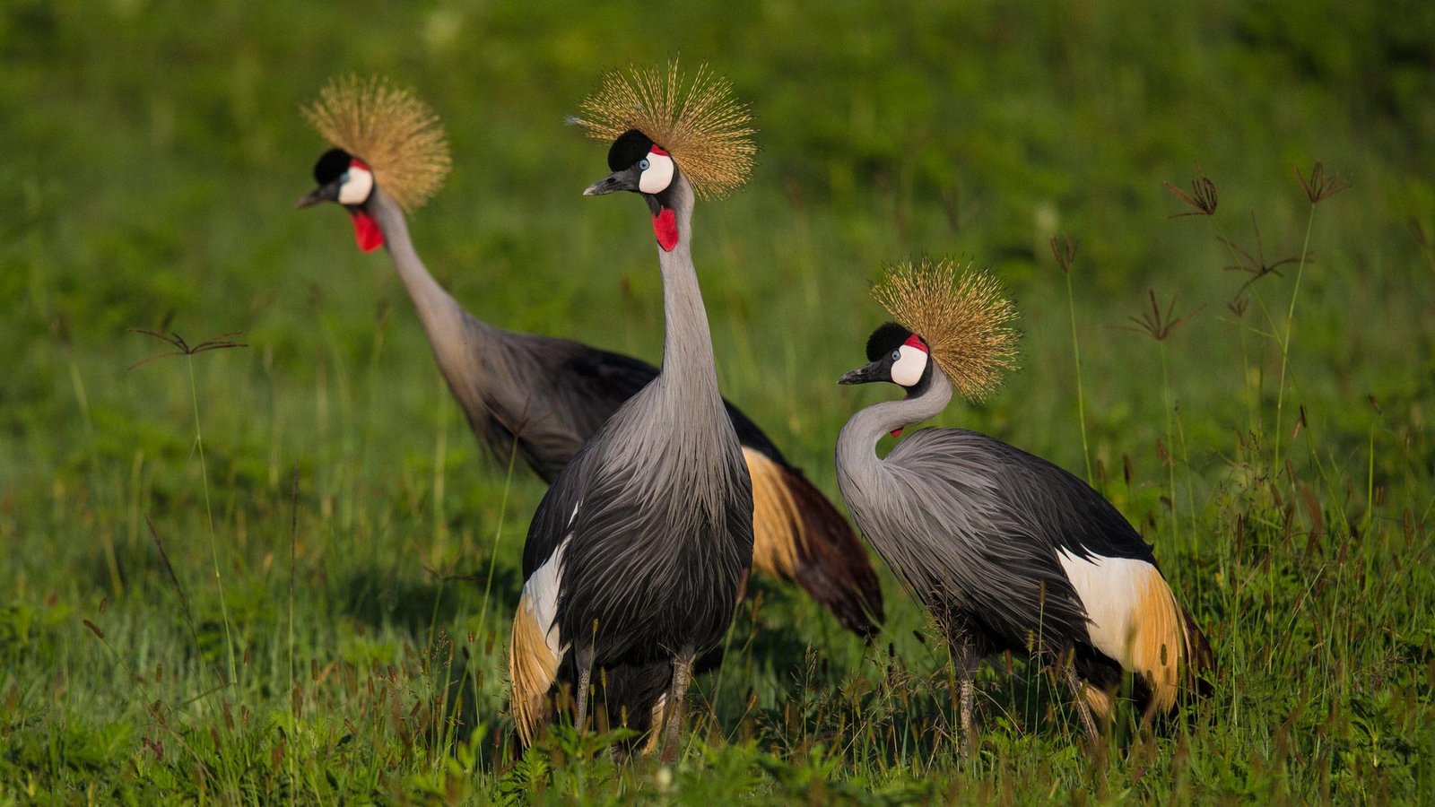 Bird-watching-Safari