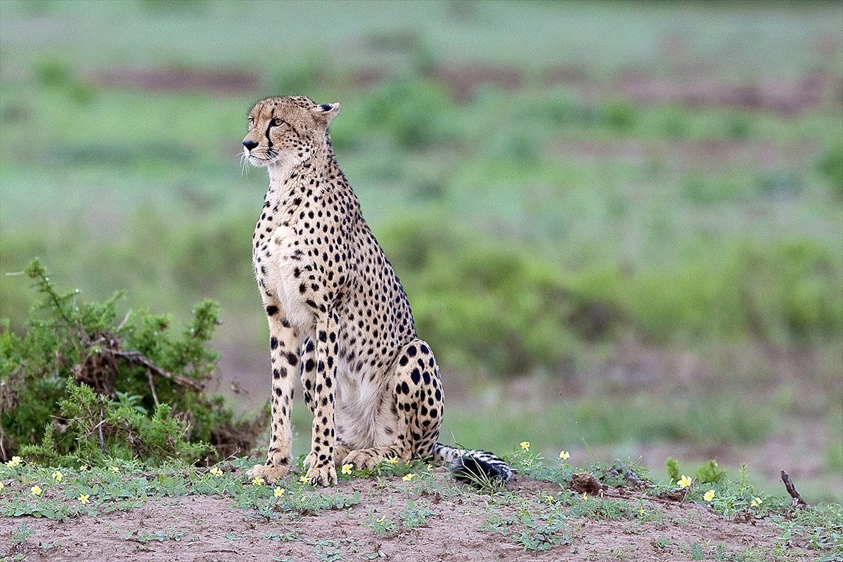 Crater Game Drives