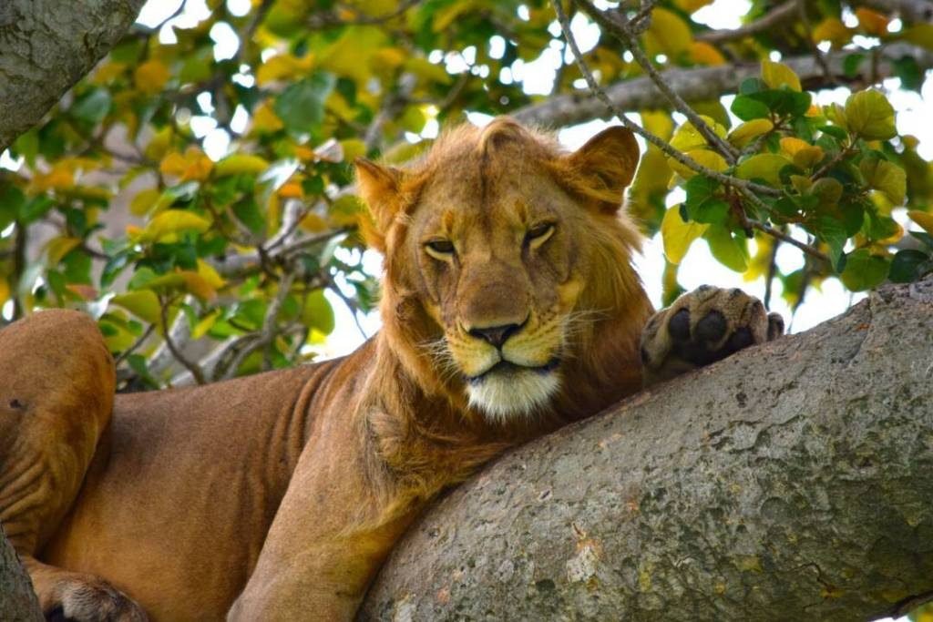 Game Drives