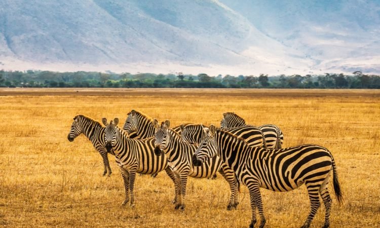 Game Drives ngoro