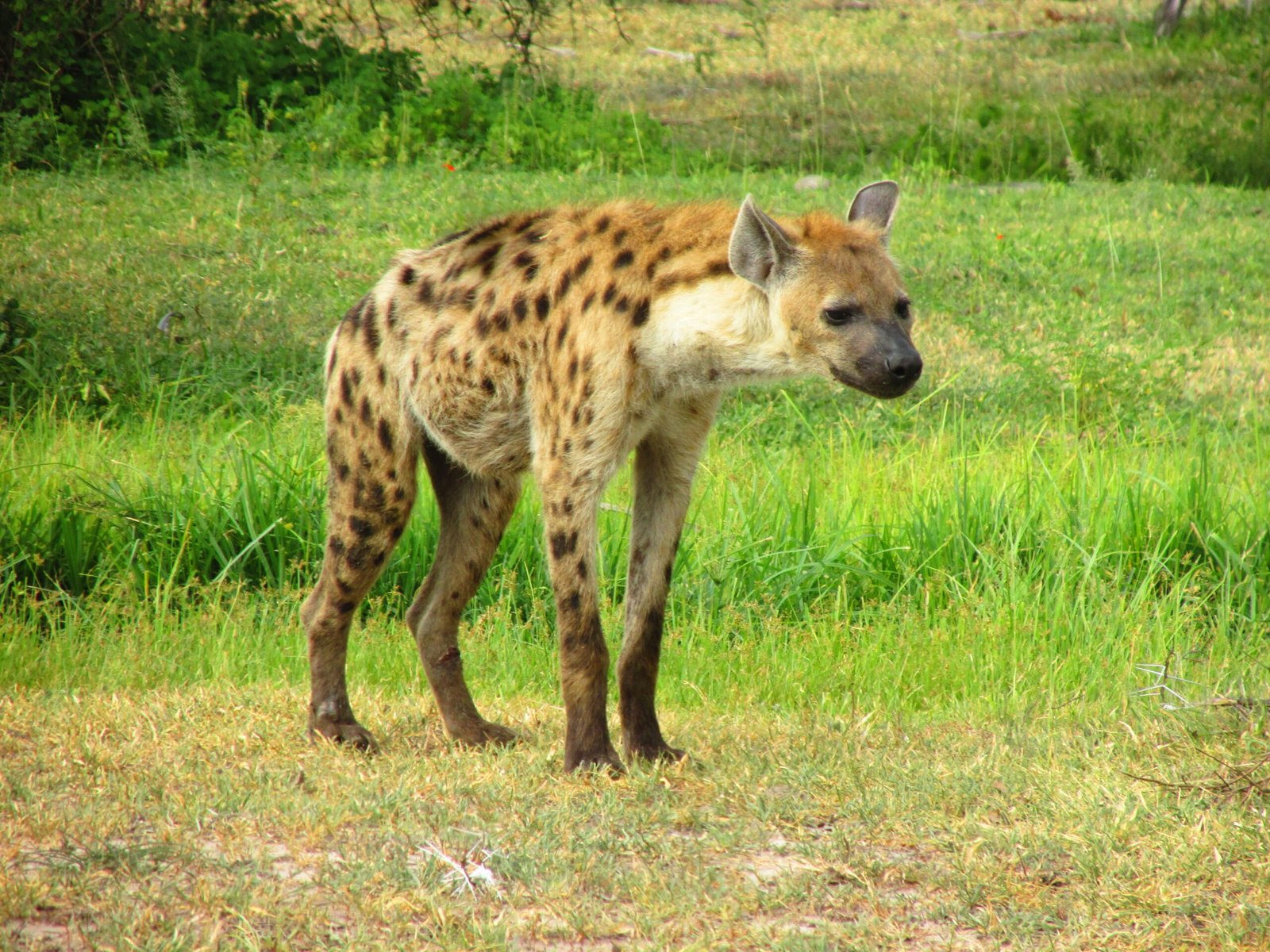 Game Drives