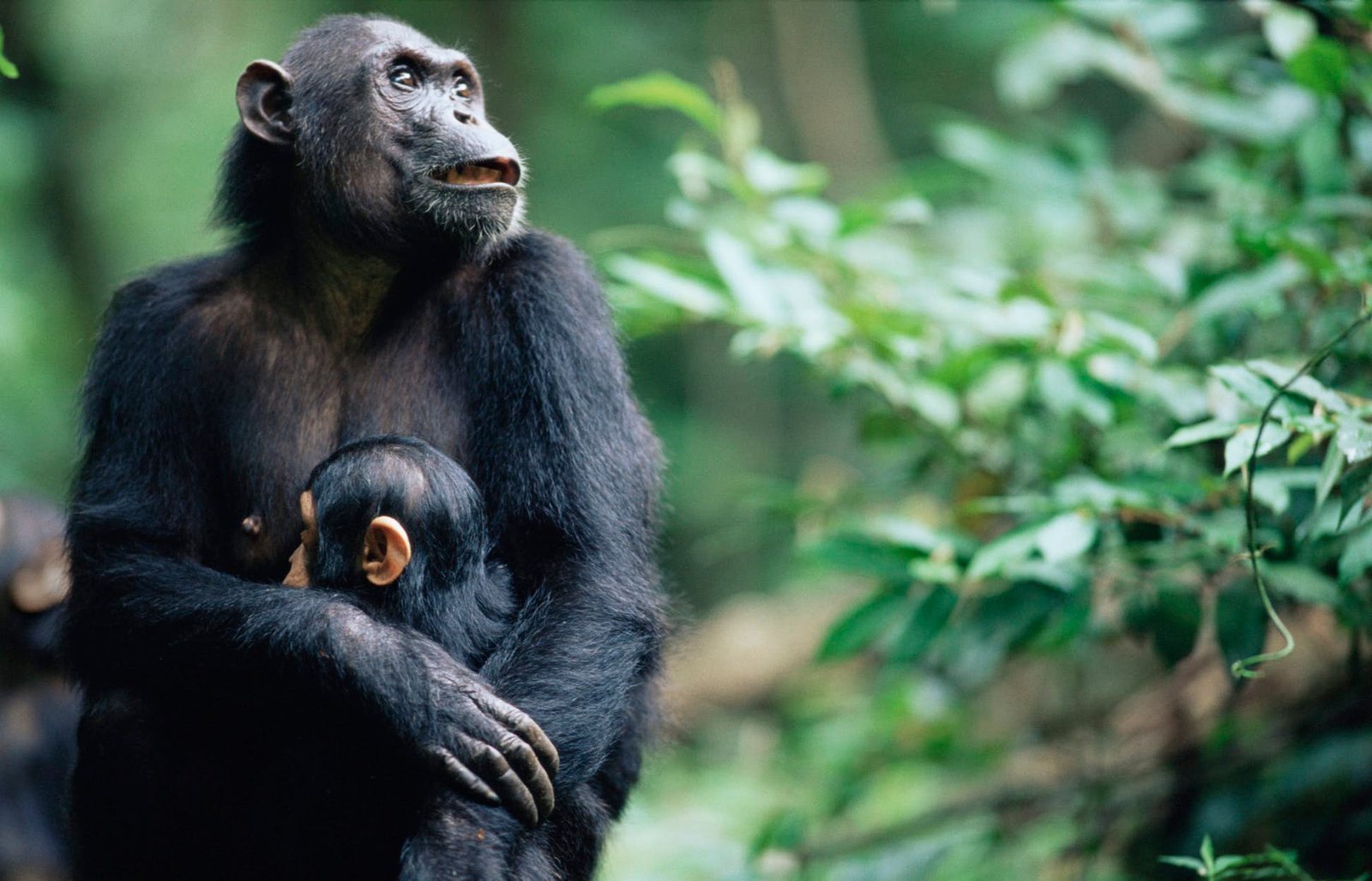 Gombe-National-Park (1)