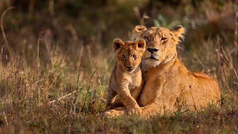 Guided safari in Lake Manyara National Park for wildlife sightings.