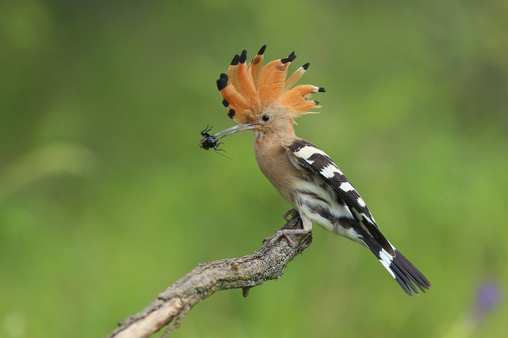 Guided walks through forest and lakeshore spotting exotic birds and wildlife.
