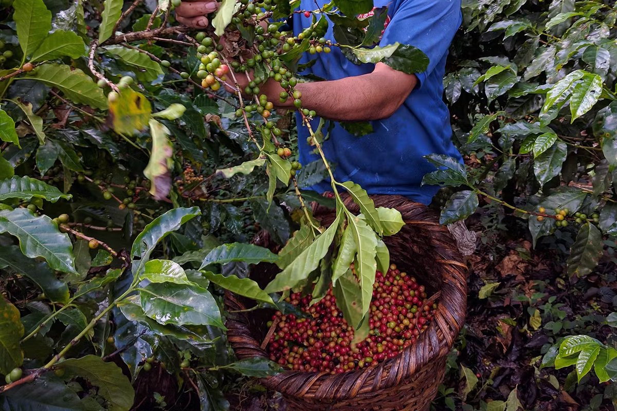 Tanzanias-Coffee-Tours-Where-Culture-Meets-Adventure-1