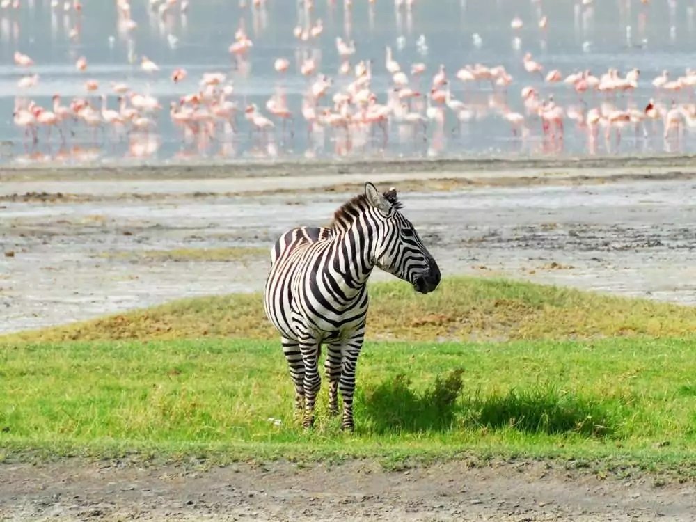 WILDLIFE