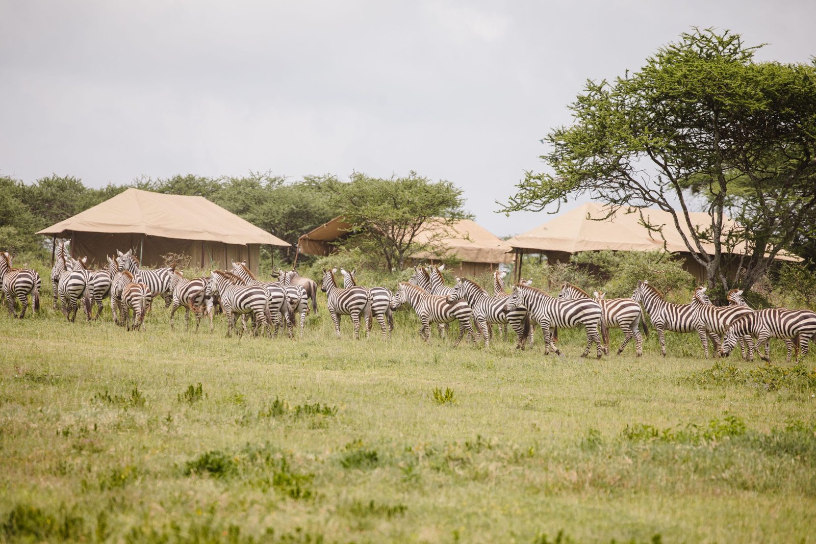 Wildlife Viewing..