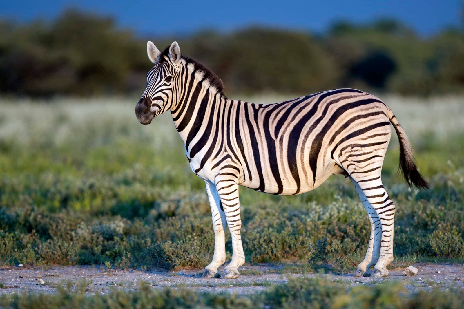 Wildlife Viewing