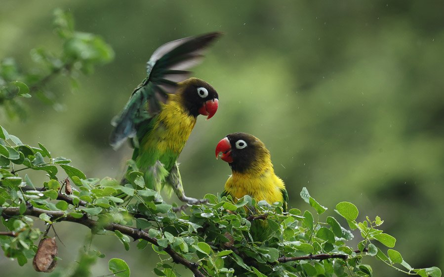 Yellow-collared-Lovebird-tile