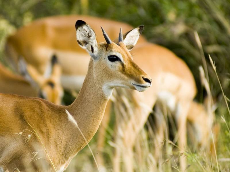 antelope