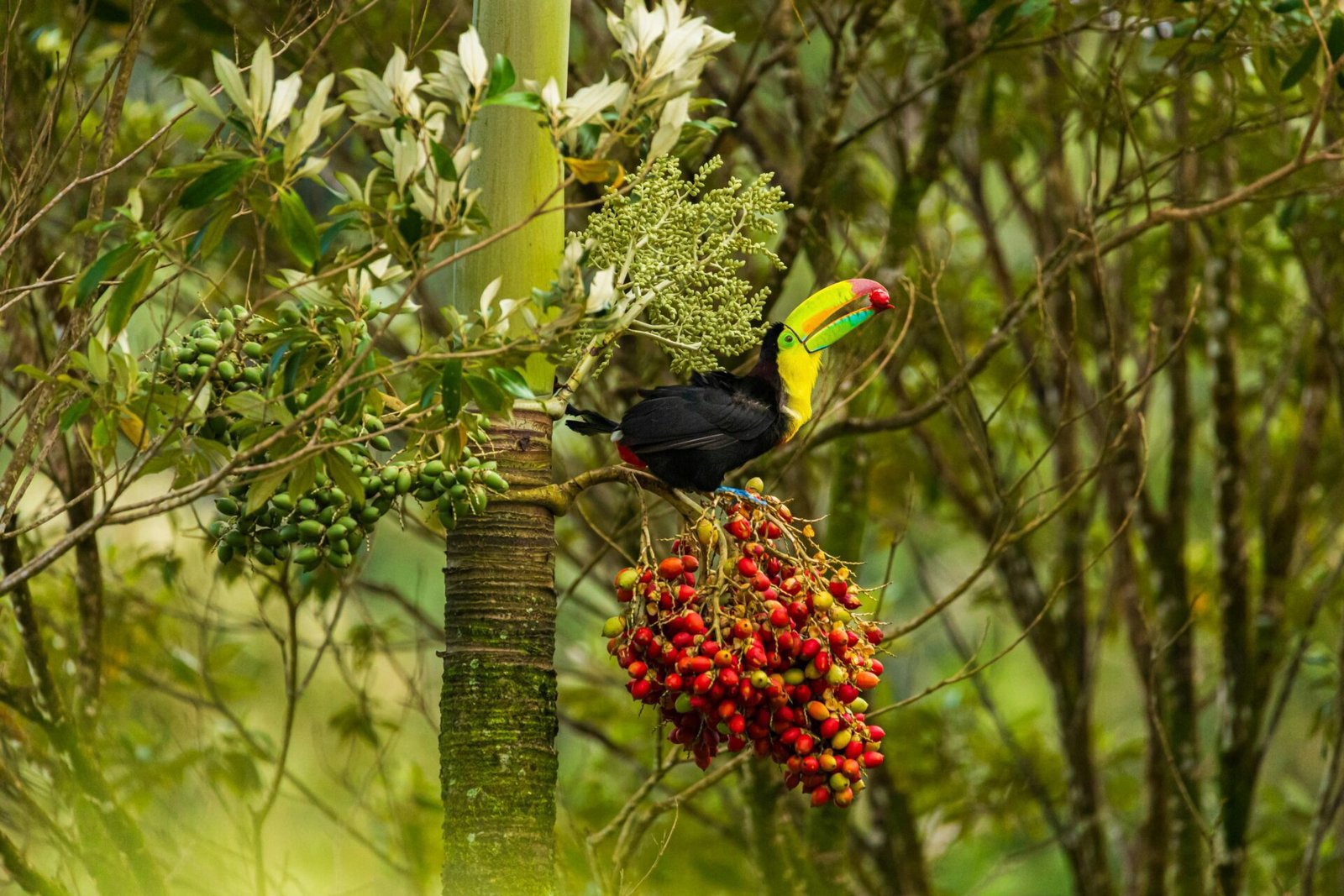 bird wildlife