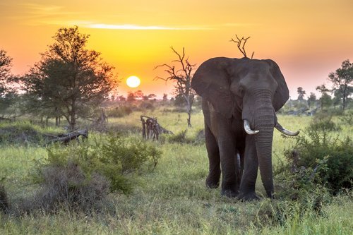 elephant
