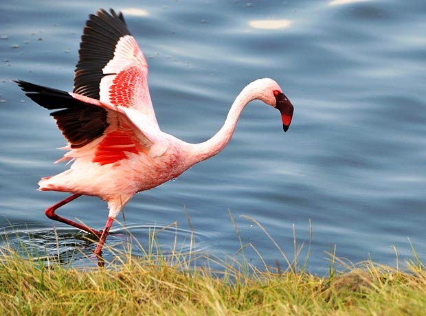 flamingo