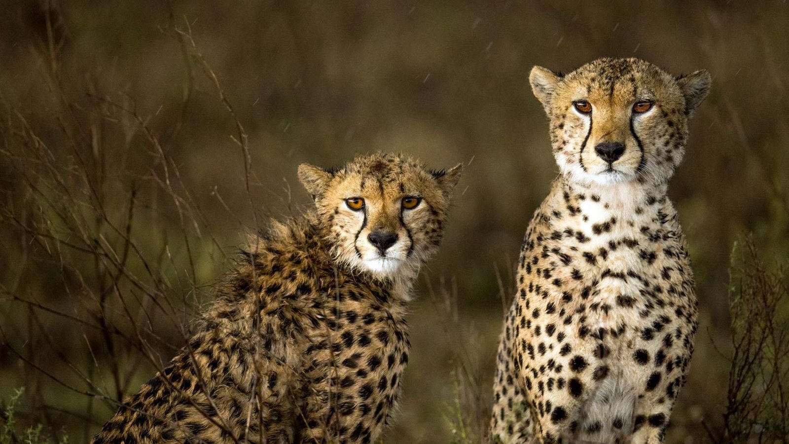 game drive leo