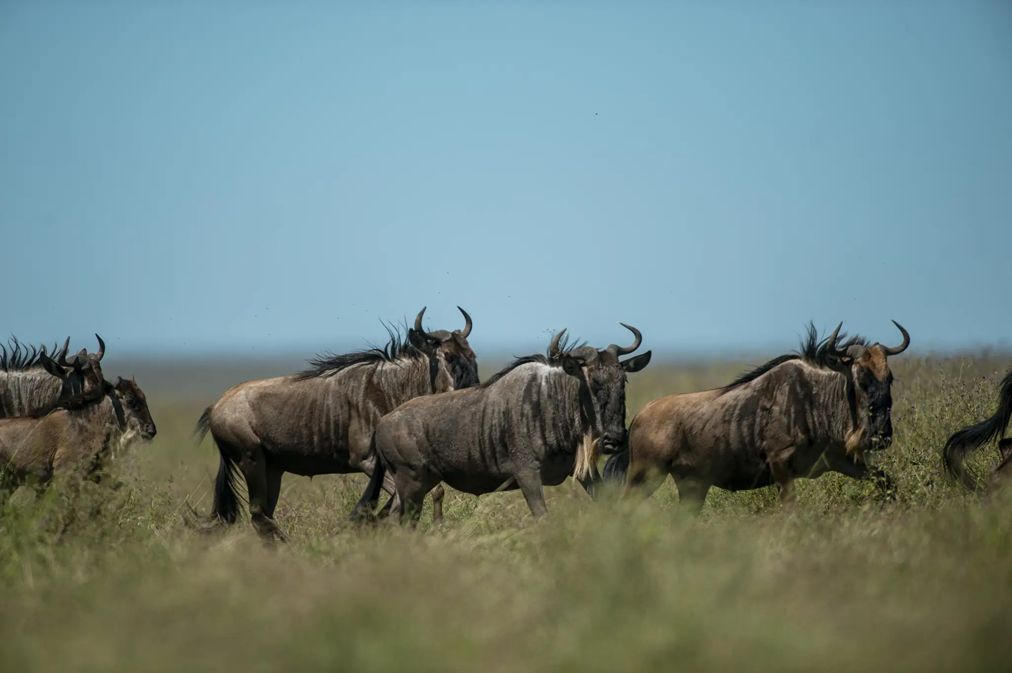 game drive wildbeest