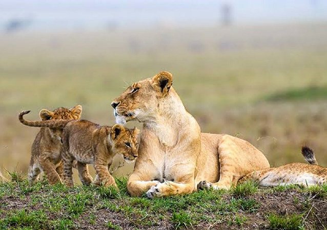 game drives