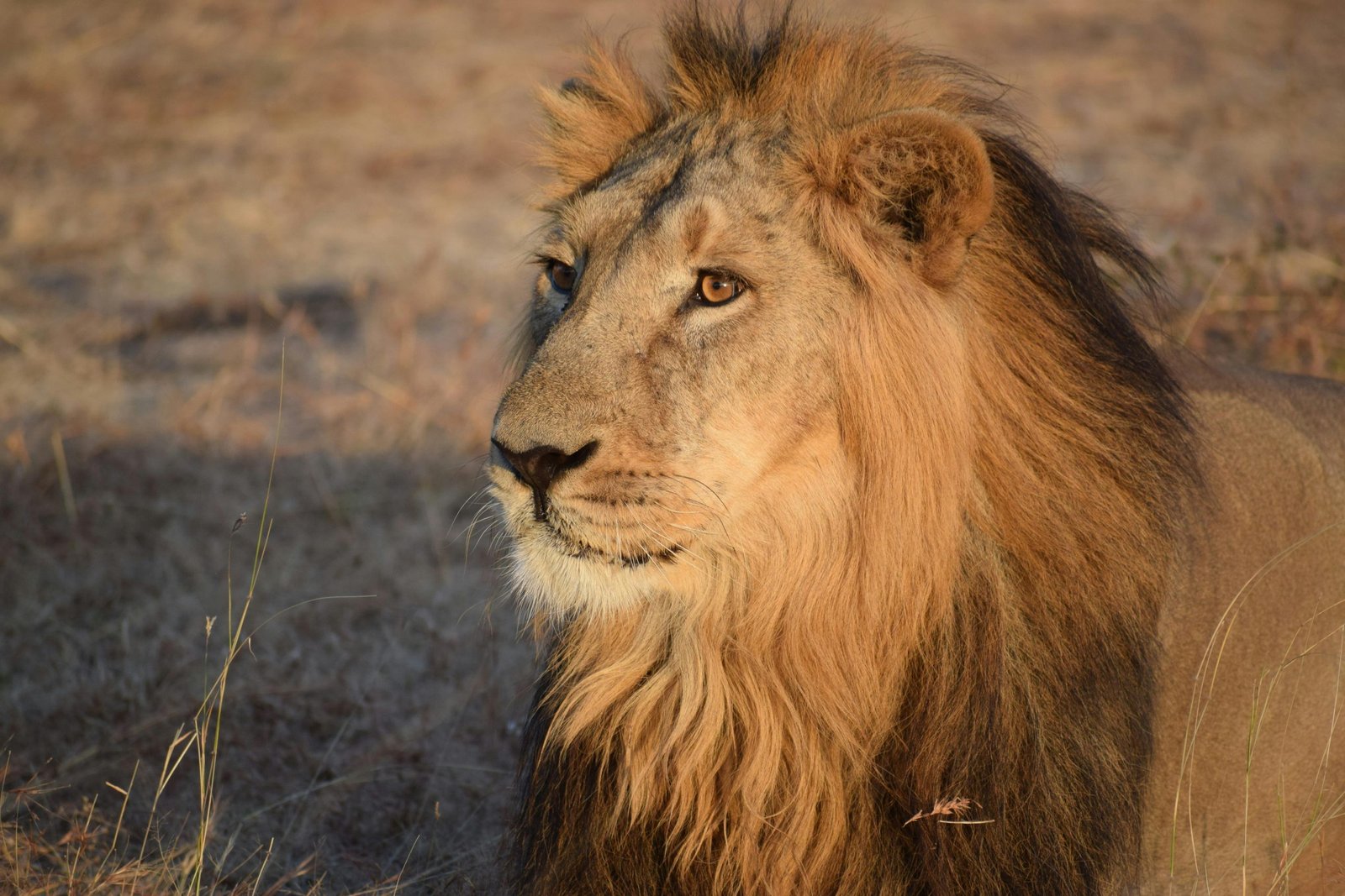 lion safari