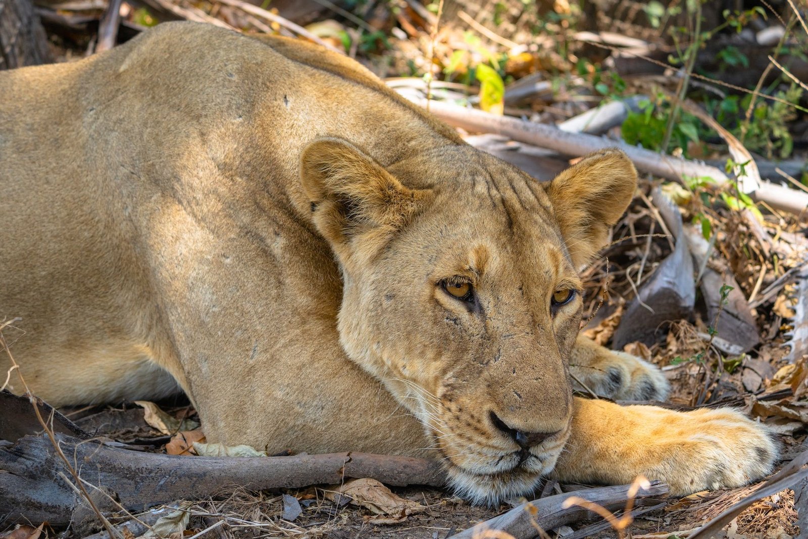 llion-selous