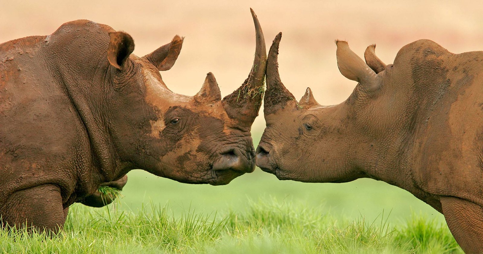 safari in Tanzania