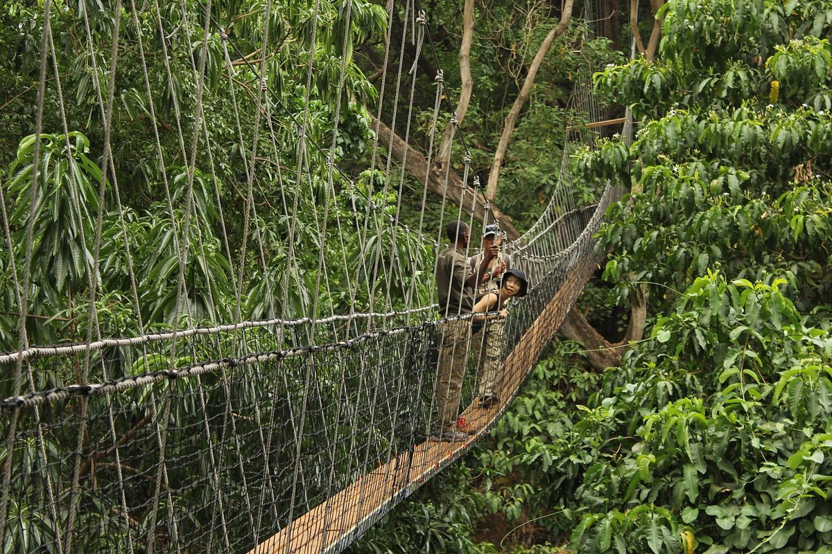 treetop-walkway-experience