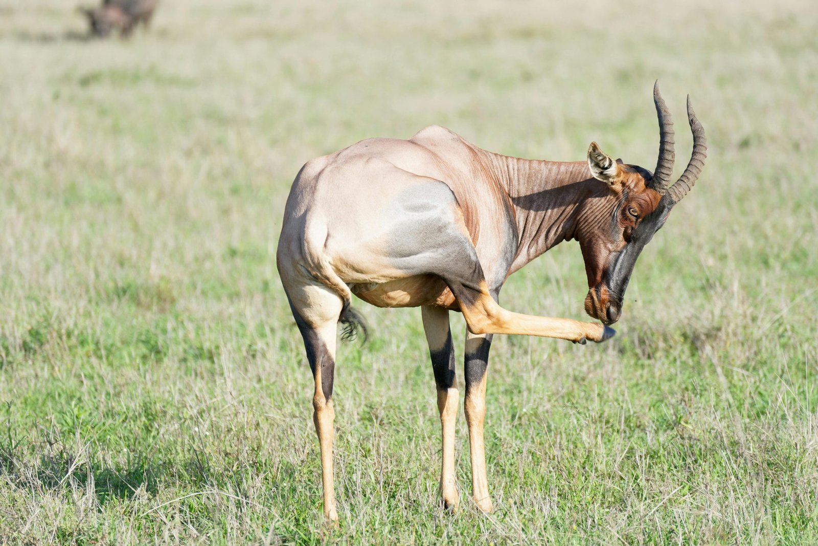 tz safari (1)
